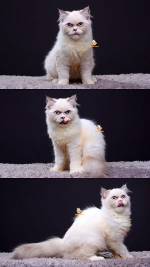 Uvenzo – Kucing Ragdoll 4 Bulan Jantan