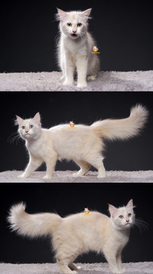 Uvita – Kucing Persia Himalaya 5 Bulan Betina