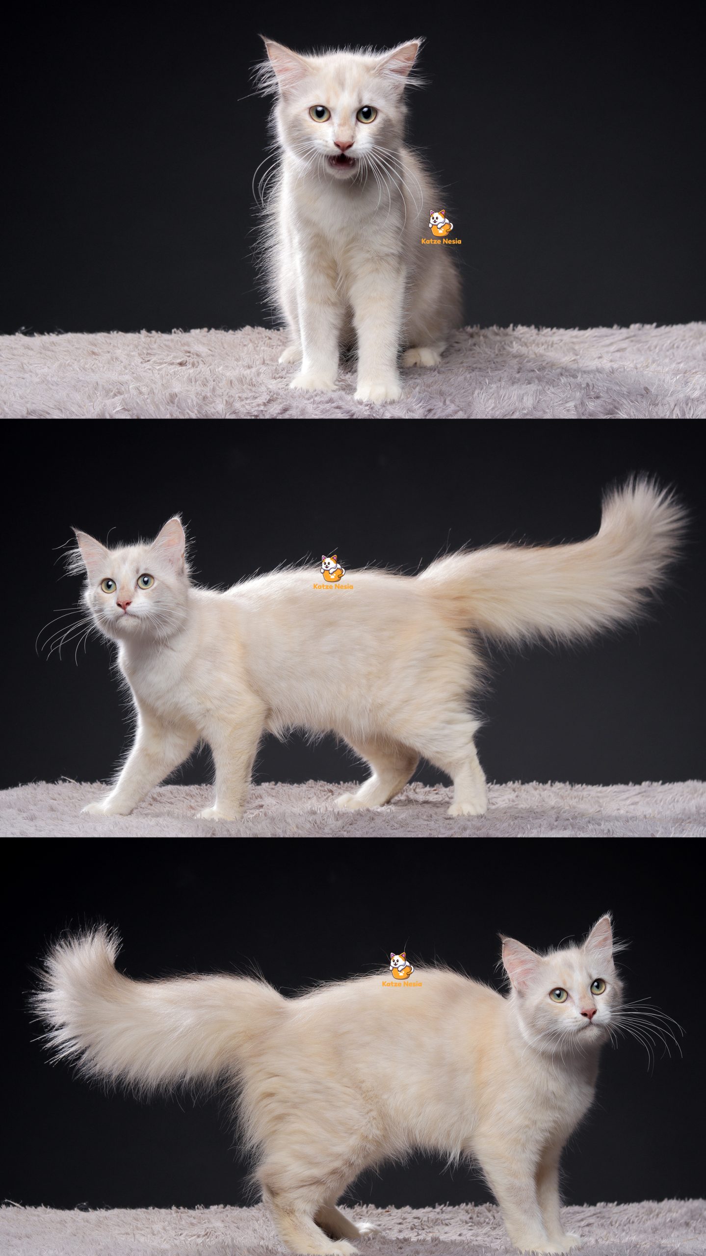 Uvita - Kucing Persia Himalaya 5 Bulan Betina