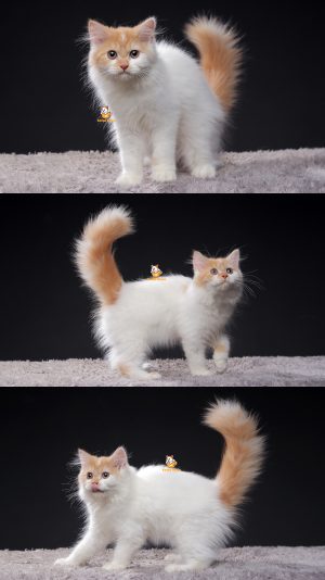 Ubay – Kucing Persia 4,5 Bulan Jantan