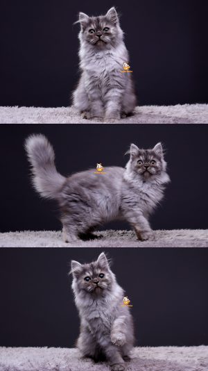 Umelda – Kucing Mainecoon Mix 4 Bulan Betina