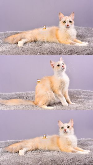 Uvita – Kucing Persia Himalaya – Betina – 1 Tahun +