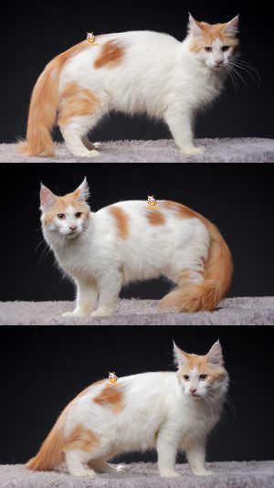 Ugo – Kucing Mainecoon 7 Bulan Jantan