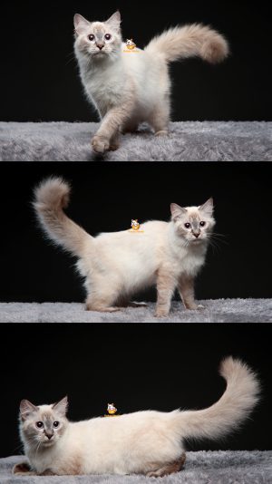 Valeria – Kucing Ragdoll 5 Bulan Betina