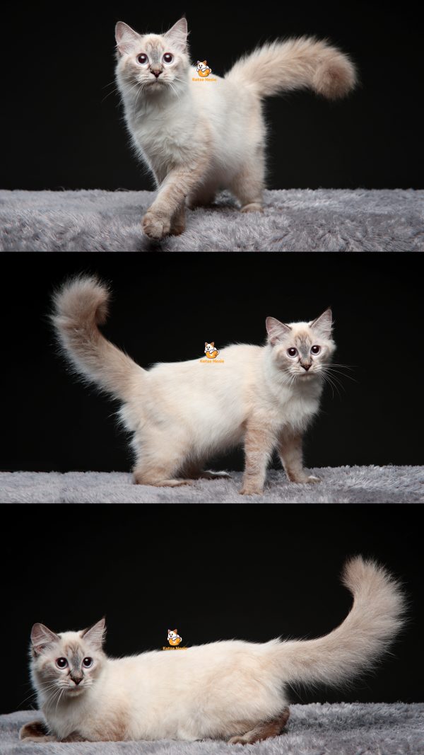 Valeria - Kucing Ragdoll 5 Bulan Betina