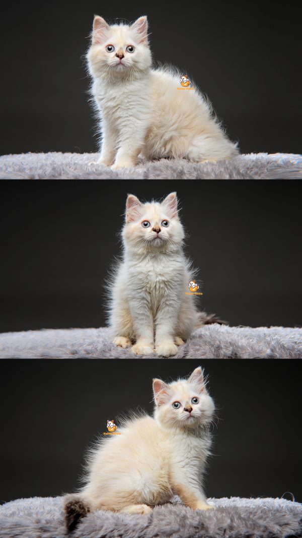 Vey - Kucing Ragdoll 3 Bulan Betina