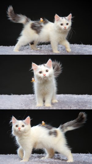 Vincent – Kucing Persia 2,5 Bulan Jantan
