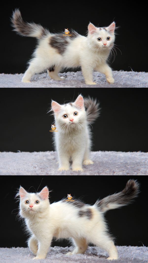 Vincent – Kucing Persia 2,5 Bulan Jantan