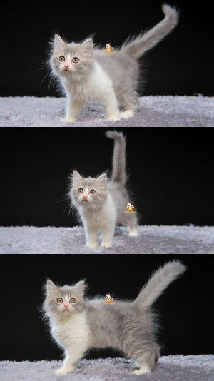 Vanessa – Kucing Persia 2,5 Bulan Betina