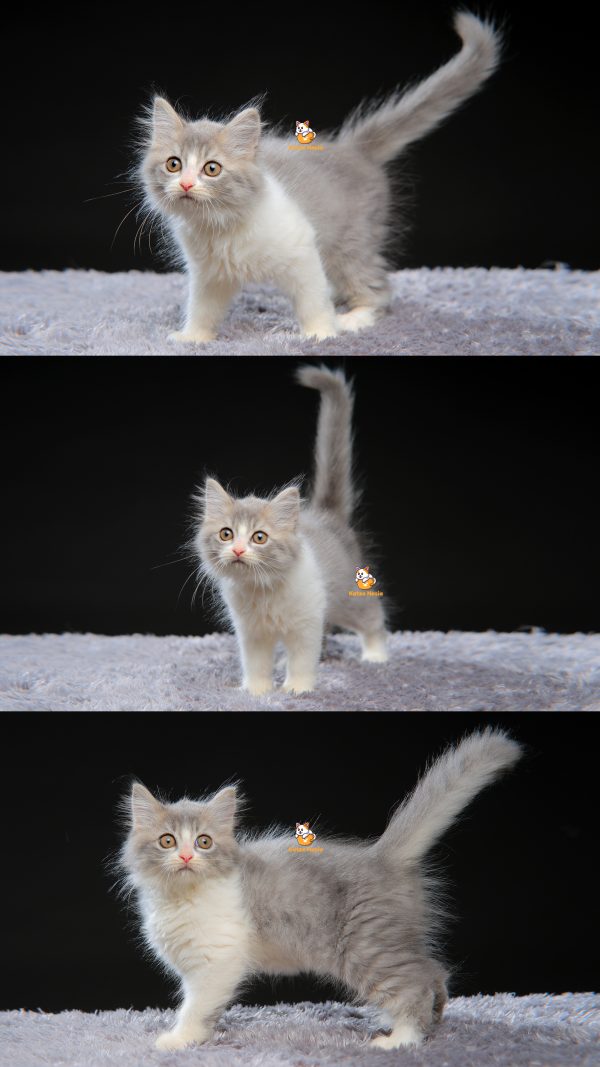 Vanessa – Kucing Persia 2,5 Bulan Betina