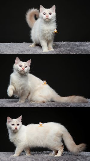 Velia – Kucing Ragdoll 5 Bulan Betina