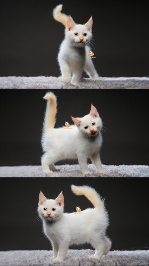 Vladimir – Kucing Mainecoon mix Ragdoll 3 Bulan Jantan