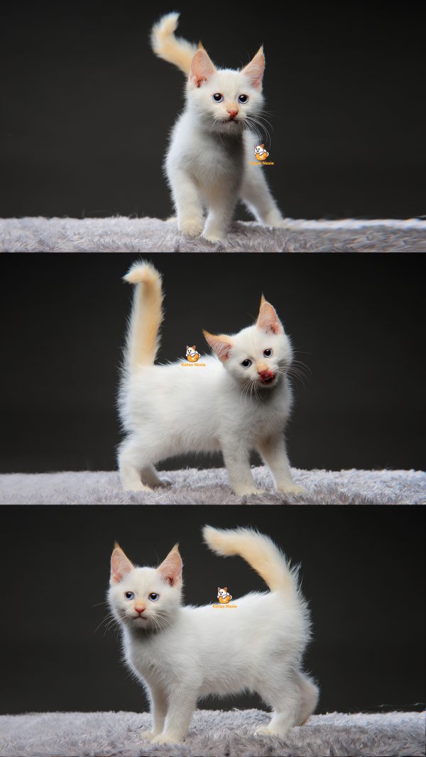 Vladimir - Kucing Mainecoon mix Ragdoll 3 Bulan Jantan