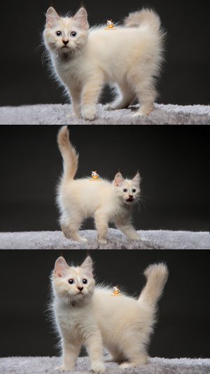 Viona – Kucing Ragdoll mix Mainecoon 3 Bulan Betina