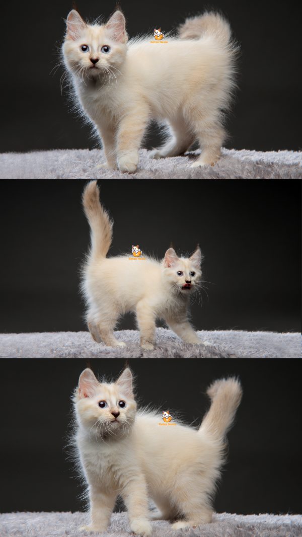 Viona - Kucing Ragdoll mix Mainecoon 3 Bulan Betina