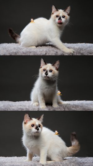 Vino – Kucing Ragdoll 4 Bulan Jantan