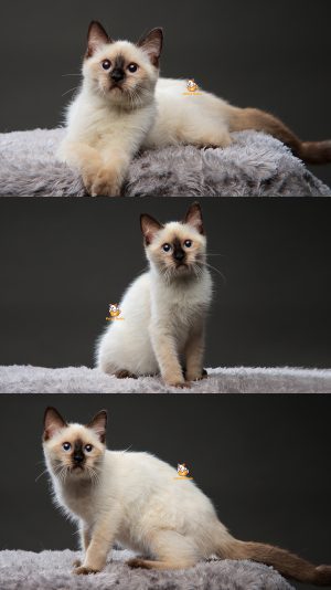 Vico – Kucing Himalayan 4,5 Bulan Jantan