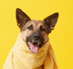 dog-covered-in-blanket-MX9ET47.jpg