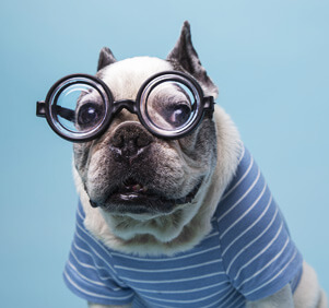 funny-french-bulldog-with-a-bottle-ass-pasta-glass-YFWRBJ7.jpg