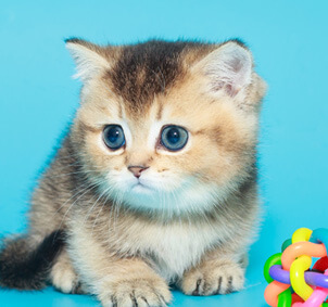 small-scottish-kitten-and-a-bright-ball-SPKR78B.jpg