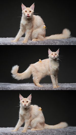 Viska – Kucing Mainecoon 8 Bulan Betina