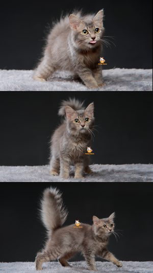 Vanda – Kucing Persia 3 Bulan Betina