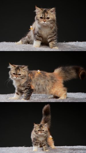 Winnie – Kucing BSH mix 4 Bulan Betina