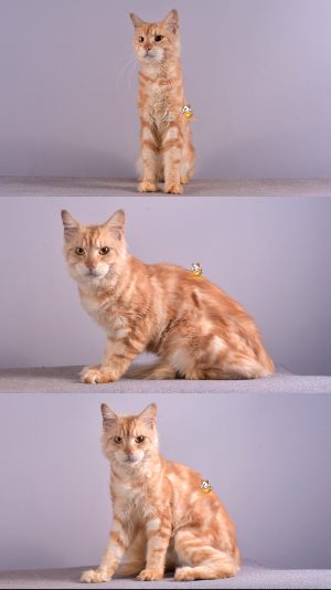 Vierza – Kucing Mainecoon – Jantan – 10 Bulan