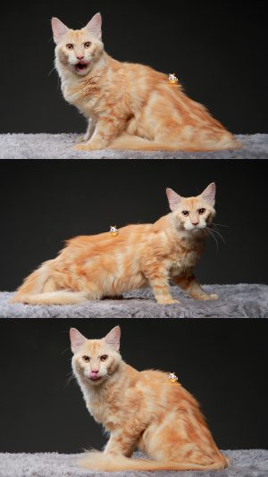 Vierza – Kucing Mainecoon 8 Bulan Jantan