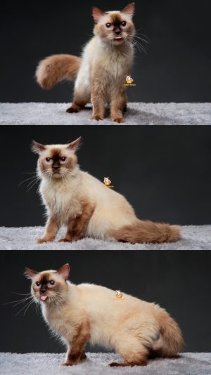 Vanguard – Kucing Himalaya 2 Tahun Jantan