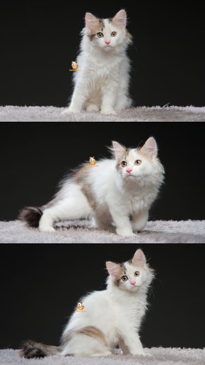 Winky – Kucing Persia 3 Bulan Betina