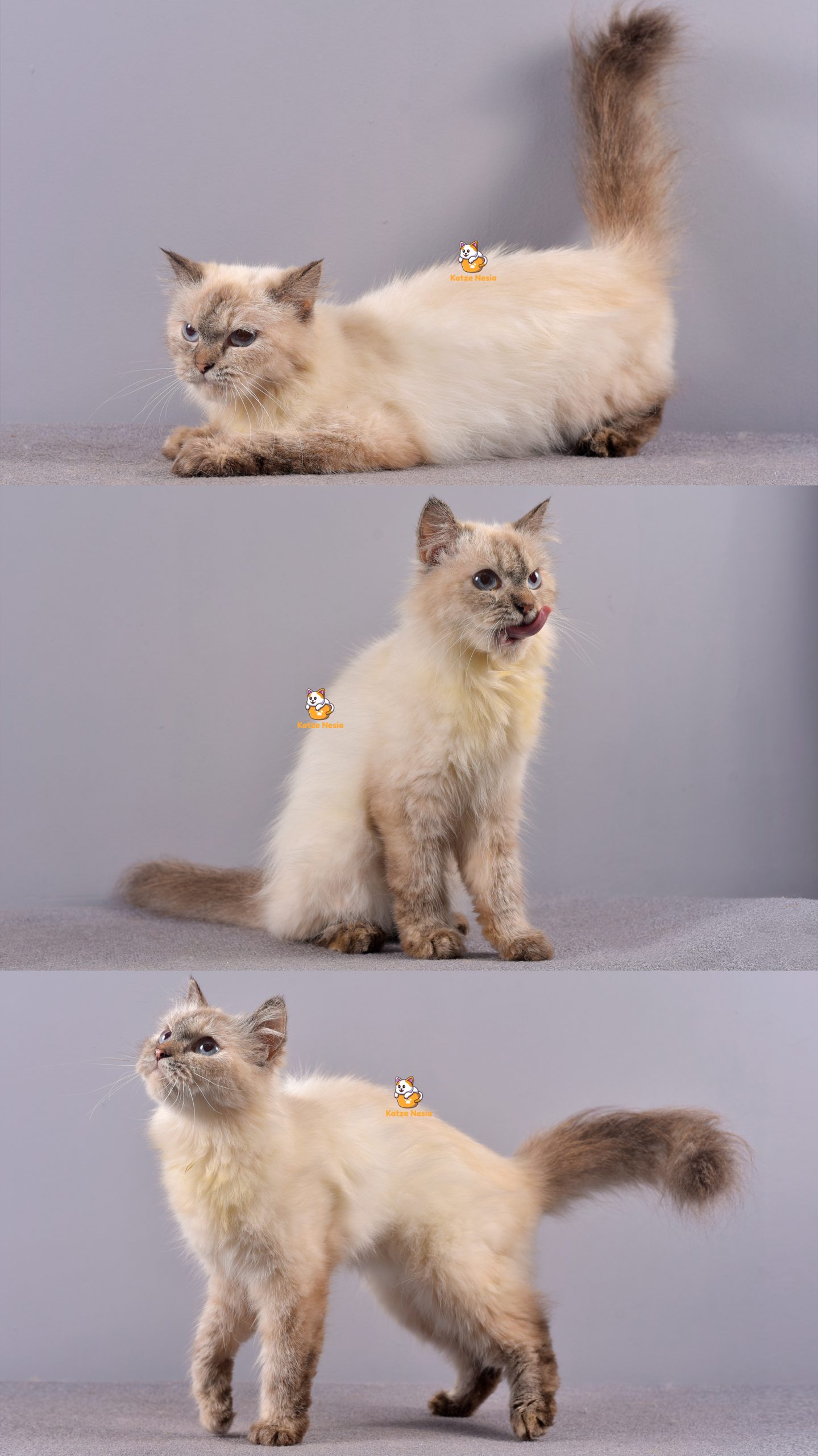 Vaza - Kucing Himalaya - Jantan - 1 Tahun+