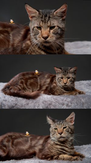 Vascoy – Kucing Mainecoon 15 Bulan Jantan