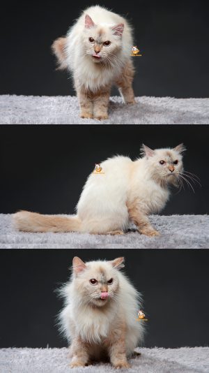 Vasha – Kucing Himalaya 1,5 Tahun Betina