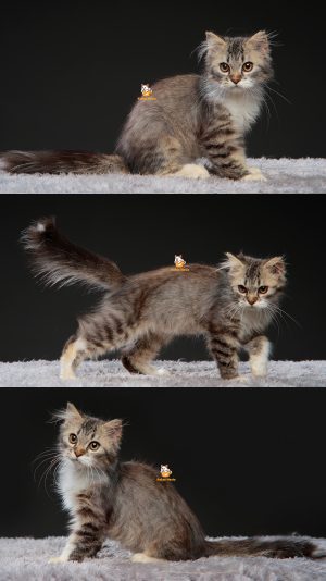 Wiro – Kucing Persia 3,5 Bulan Jantan