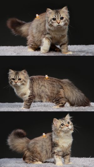 Waffle – Kucing BSH mix 4 Bulan Jantan