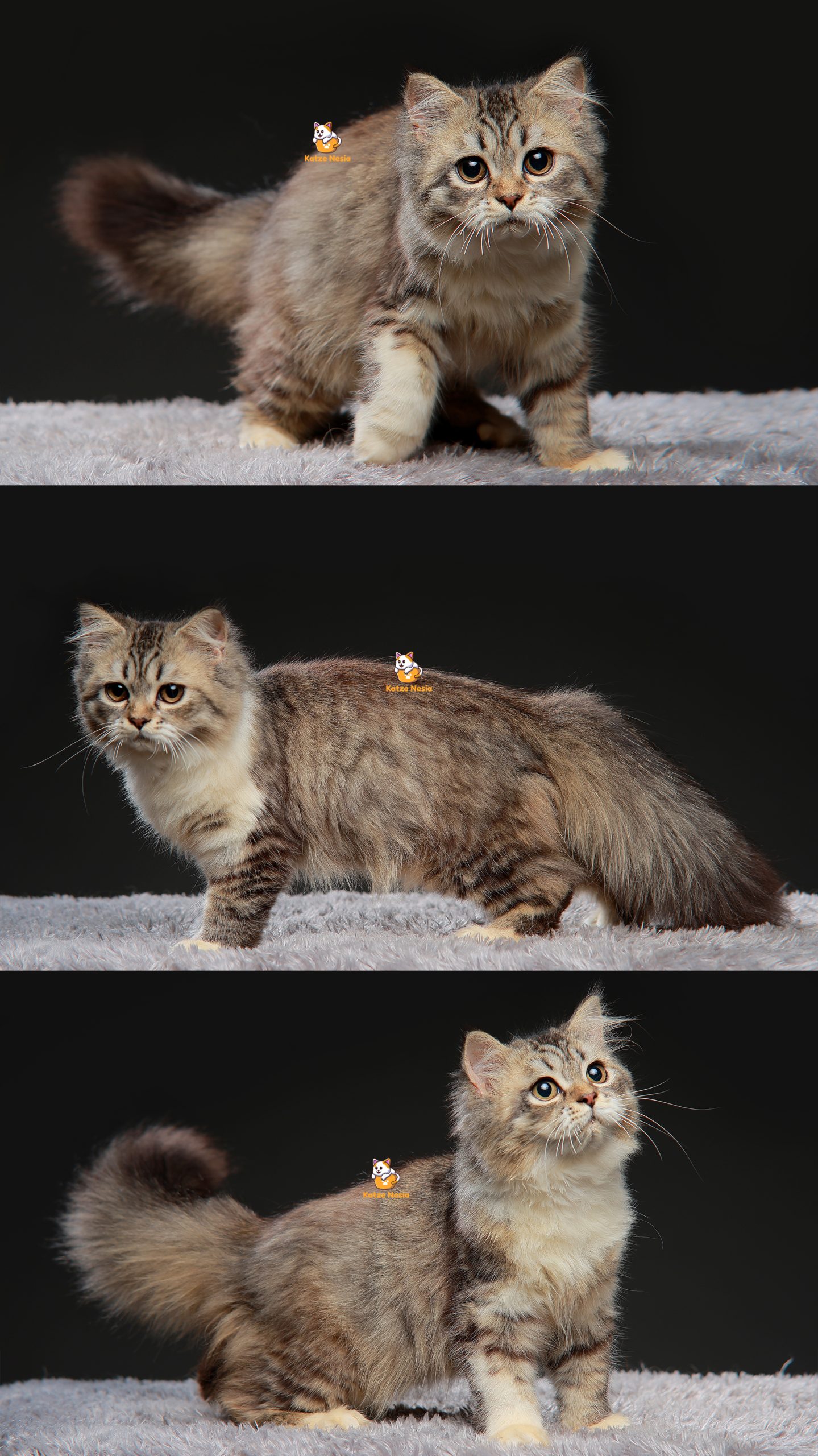 Waffle - Kucing BSH mix 4 Bulan Jantan