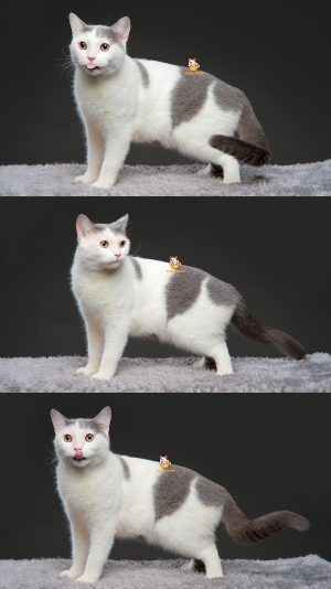 Xylon – Kucing British Short Hair – Jantan (Steril) – 14 Bulan