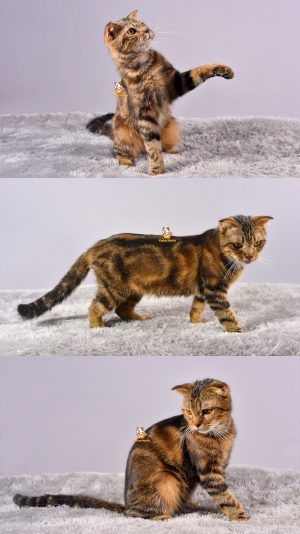 Xiro – Kucing Scottish Fold – Jantan – 12 Bulan +