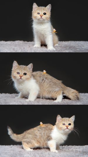 Xelvira – Kucing British Short Hair mix Munchkin – Betina – 2.5 Bulan