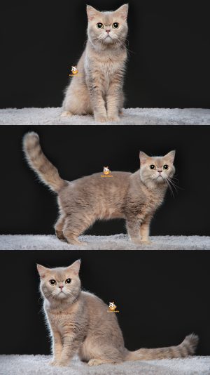 Xavier – Kucing British Short Hair – Jantan – 8 Bulan