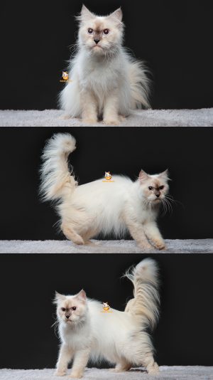 Xarissa – Kucing Ragdoll mix Himalaya – Betina – 13 Bulan