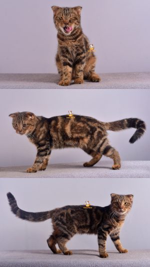 Xiro – Kucing Scottish Fold – Jantan – 9 Bulan