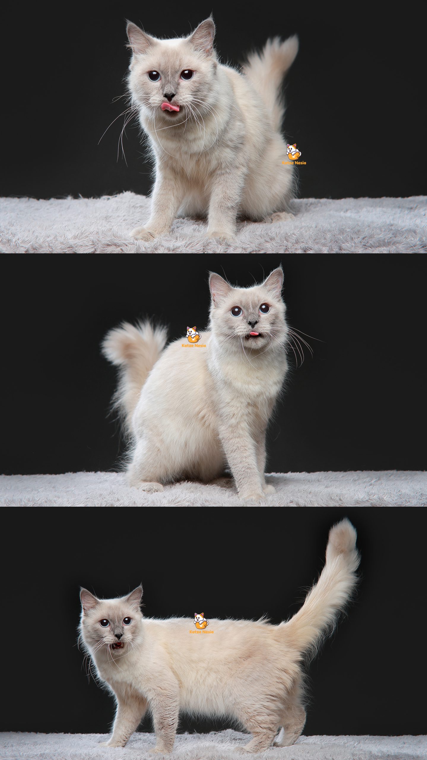 Xayden - Kucing Ragdoll mix Himalaya - Jantan - 10 Bulan