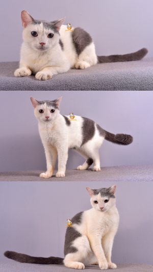 Xylon – Kucing British Short Hair – Jantan (Steril) – 12 Bulan +