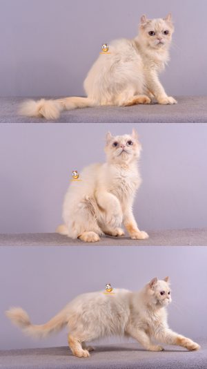 Xenos – Kucing Americal Curl – Jantan – 10 Bulan