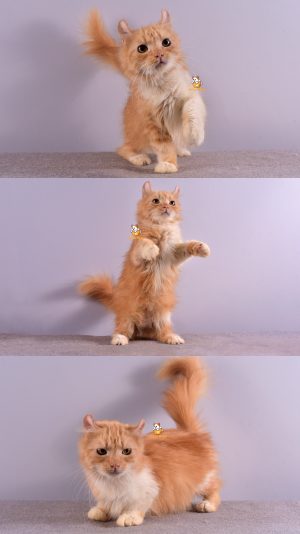 Xavella – Kucing Kinkalow (Munchkin x Americal Curl) – Betina – 7 Bulan