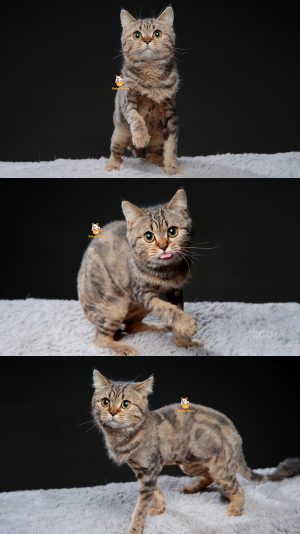 Xilvan – Kucing Scottish Straight – Jantan – 6 Bulan