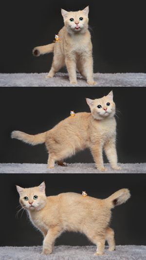 Xavion – Kucing British Short Hair – Jantan – 1 Tahun +