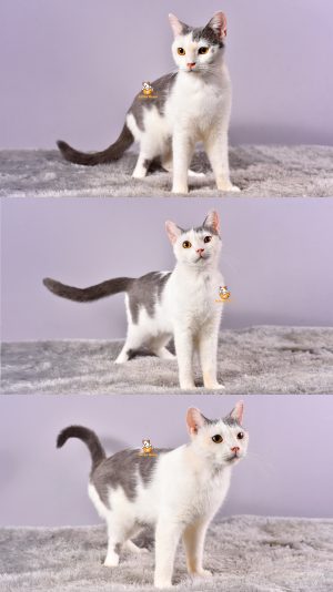 Xylon – Kucing British Short Hair – Jantan (Steril) – 12 Bulan +